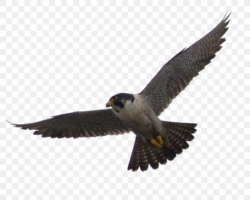 The Peregrine Falcon Flight Bird, PNG, 1057x846px, Falcon, Accipitriformes, Beak, Bird, Bird Of Prey Download Free
