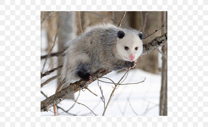 Virginia Opossum Eating Marsupial Great American Interchange, PNG, 500x500px, Virginia Opossum, Animal, Apparent Death, Carrion, Common Opossum Download Free