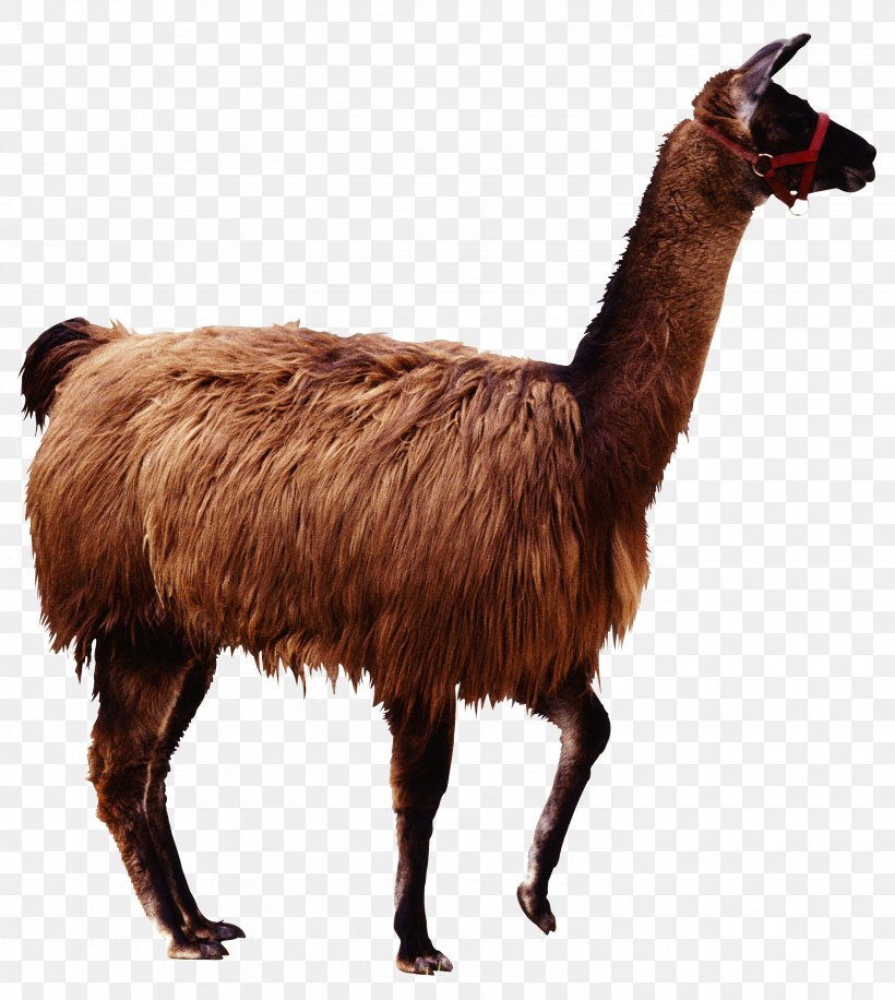 Alpaca Llama Guanaco Camelids, PNG, 2985x3335px, Alpaca, Animal, Camel, Camelid, Camelids Download Free