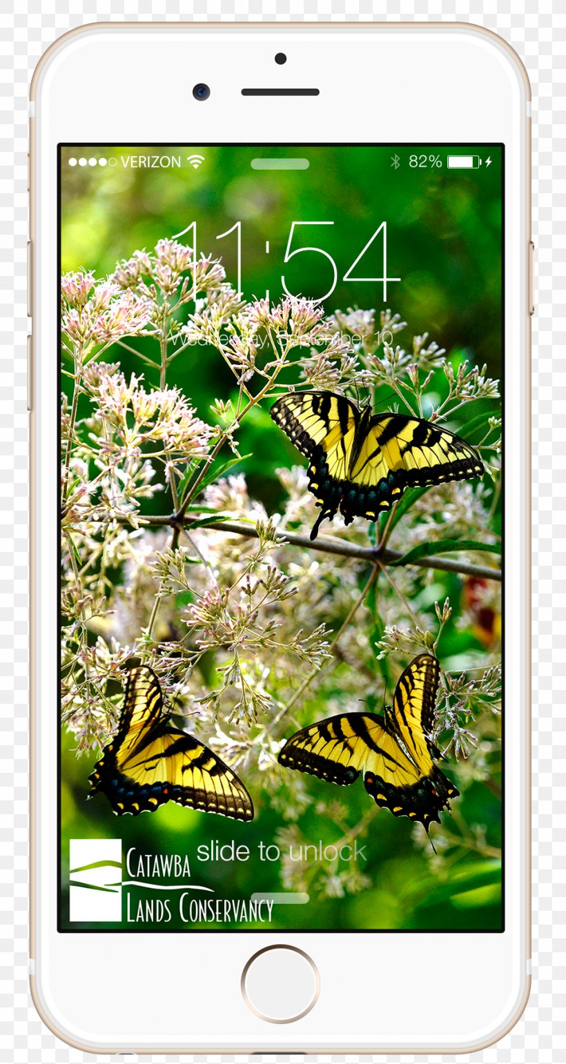 Brush-footed Butterflies Desktop Wallpaper IPhone Catawba Lands Conservancy Video, PNG, 964x1813px, Brushfooted Butterflies, Brush Footed Butterfly, Butterfly, Catawba Lands Conservancy, Computer Download Free