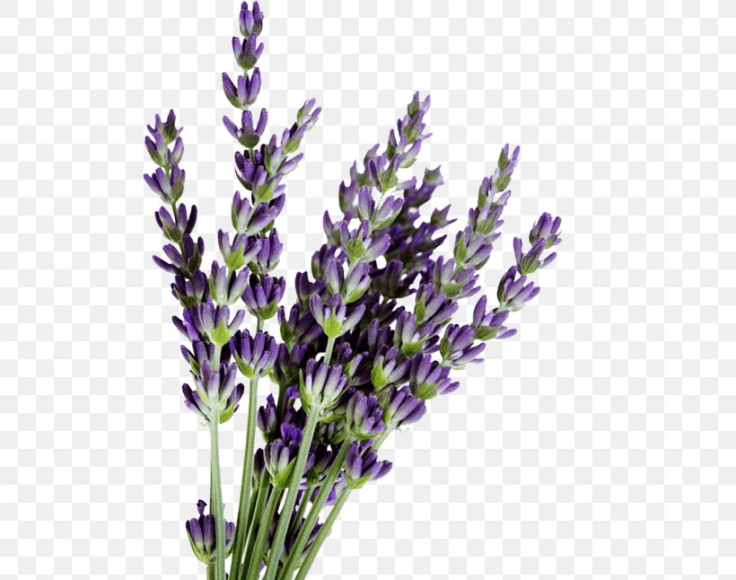 English Lavender Lavandula Dentata French Lavender Lavender Oil Flower, PNG, 552x646px, English Lavender, Bentonite, Bud, Common Sage, Essential Oil Download Free