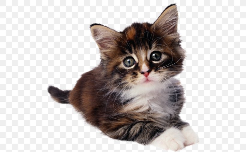 Feral Cat Kitten Dog Pet, PNG, 514x508px, Cat, Animal, Asian Semi Longhair, Big Cat, Carnivoran Download Free
