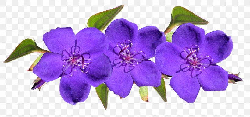 Meditazione Amore E Benessere: La Via Verso La Felicità Violet Amazon.com Flower, PNG, 960x451px, Violet, Amazoncom, Bellflower, Bellflower Family, Cdr Download Free