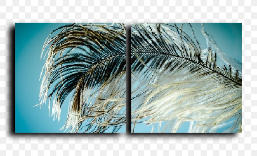 Feather Bird Plumage, PNG, 800x500px, Feather, Bird, Eye, Flightless Bird, Modern Art Download Free