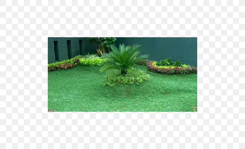 Lawngrass Garden Napier Grass Ornamental Plant, PNG, 500x500px, Lawn, Agrostis Stolonifera, Aquatic Plant, Artificial Turf, Benih Download Free