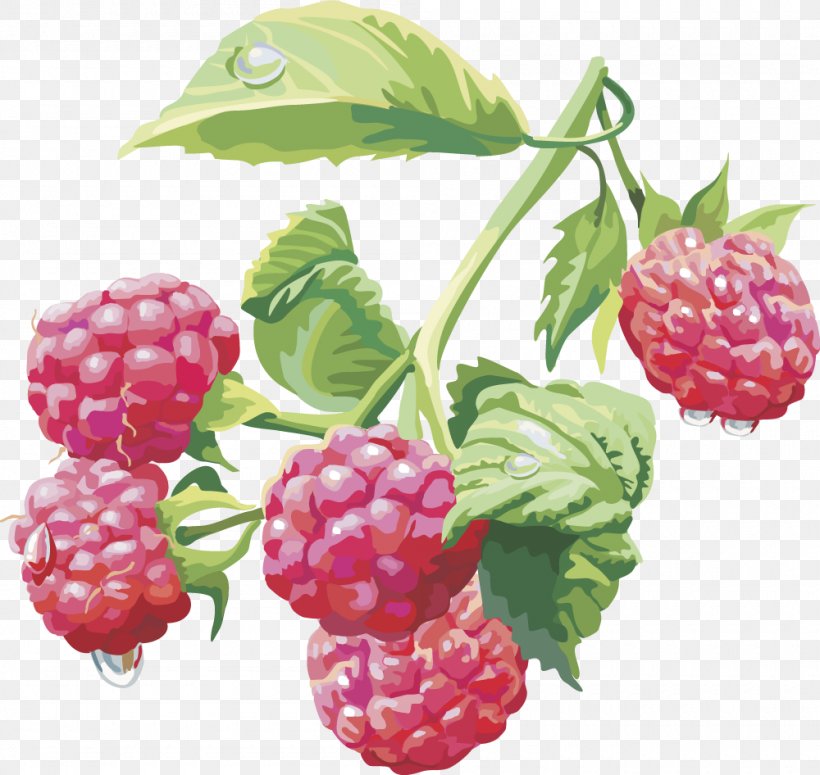 Raspberry Clip Art, PNG, 1000x946px, Raspberry, Berry, Blackberry, Boysenberry, Bramble Download Free