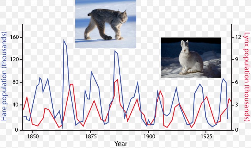 Cat Snowshoe Hare Eurasian Lynx Lotka–Volterra Equations Predation, PNG, 2516x1479px, Cat, Biosphere, Canada Lynx, Carnivoran, Cat Like Mammal Download Free