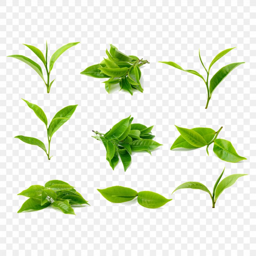 Green Tea Stock Photography Tea Processing, PNG, 4266x4266px, Tea, Branch, Drink, Flower, Grass Download Free