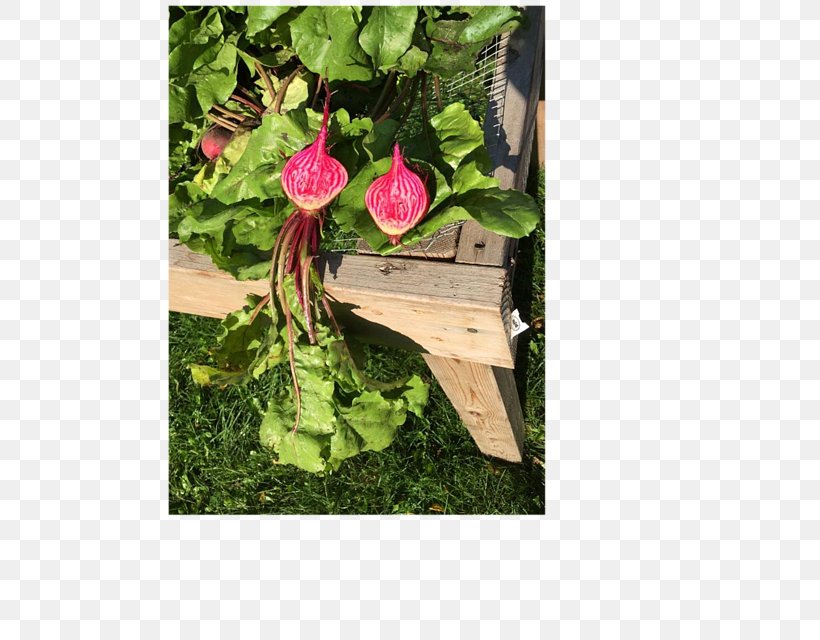 Petal Garden Pink M Leaf Flowering Plant, PNG, 494x640px, Petal, Flora, Flower, Flowering Plant, Flowerpot Download Free
