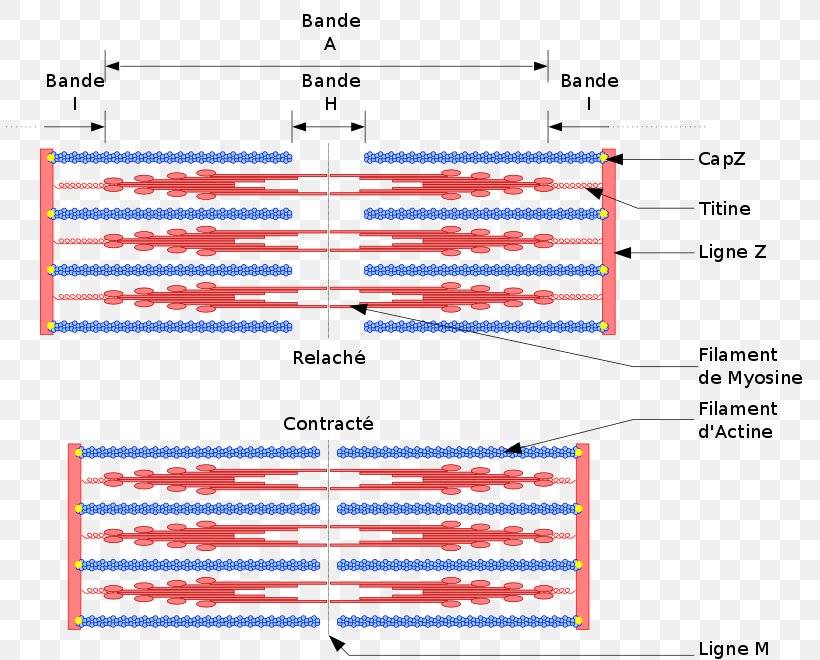 Skeletal Muscle Muscle Contraction Sarcomere Myocyte, PNG, 813x660px, Skeletal Muscle, Area, Cardiac Muscle, Cell, Diagram Download Free
