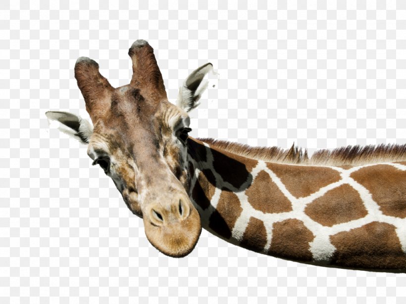 The White Giraffe Stock Photography, PNG, 1024x769px, Giraffe, Camelopardalis, Fauna, Giraffidae, Horn Download Free