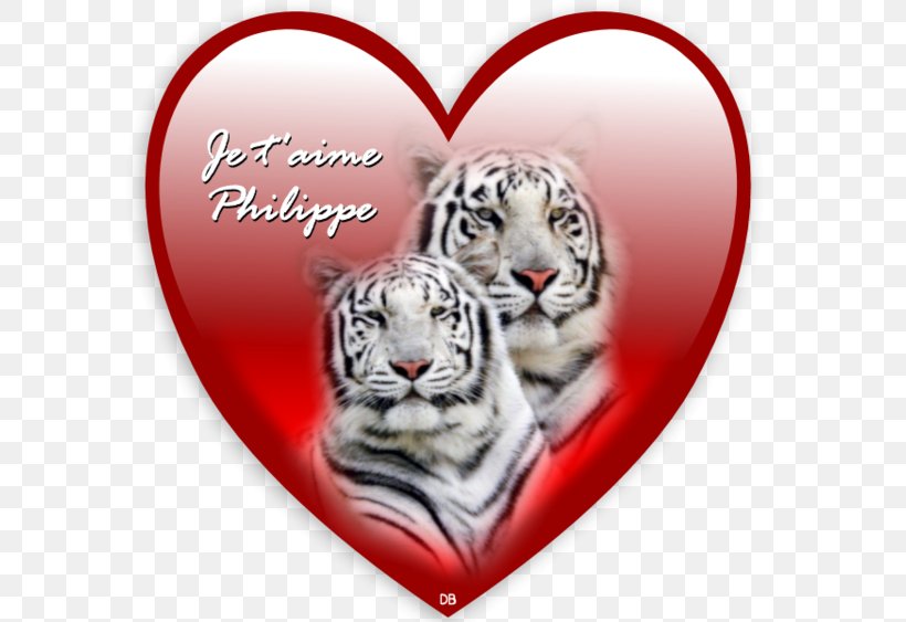 White Tiger Bengal Tiger Desktop Wallpaper Siberian Tiger Felidae, PNG, 600x563px, White Tiger, Animal, Bengal Tiger, Big Cat, Big Cats Download Free