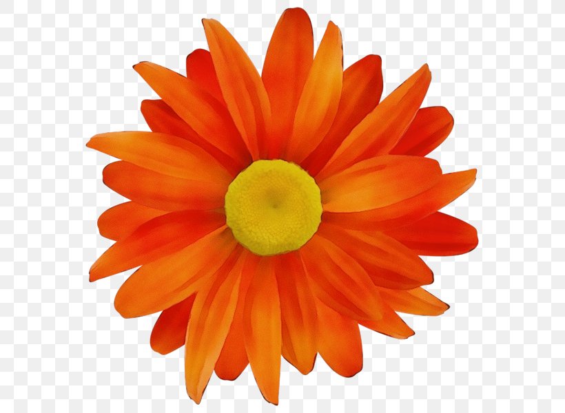 Orange, PNG, 591x600px, Watercolor, Barberton Daisy, Daisy Family, English Marigold, Flower Download Free