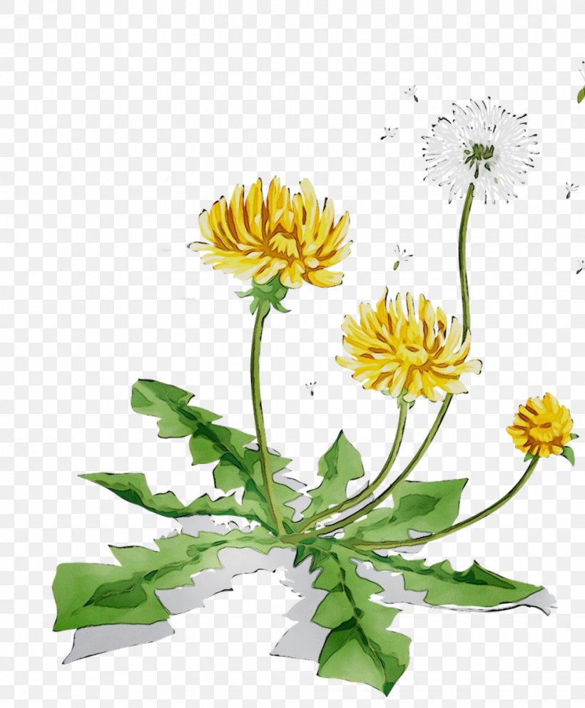 Dandelion Chrysanthemum Marguerite Daisy Safflower Cut Flowers, PNG, 981x1187px, Dandelion, Annual Plant, Argyranthemum, Botany, Chrysanthemum Download Free