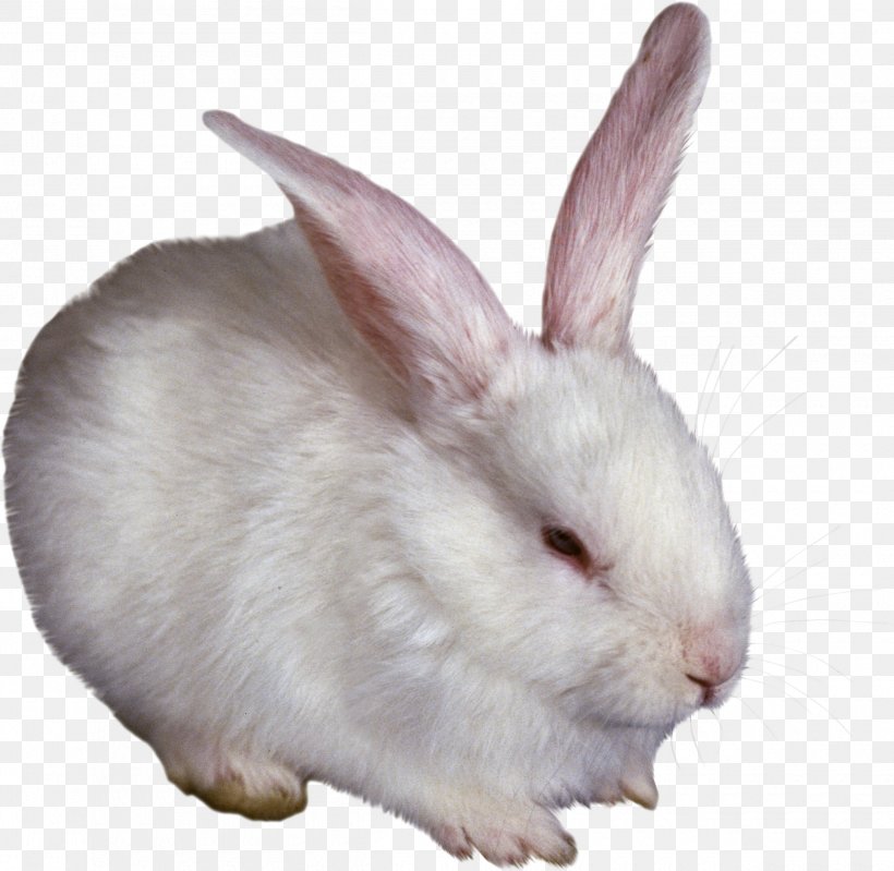 Hare Domestic Rabbit, PNG, 2500x2439px, Hare, Animal, Digital Image, Domestic Rabbit, Fauna Download Free