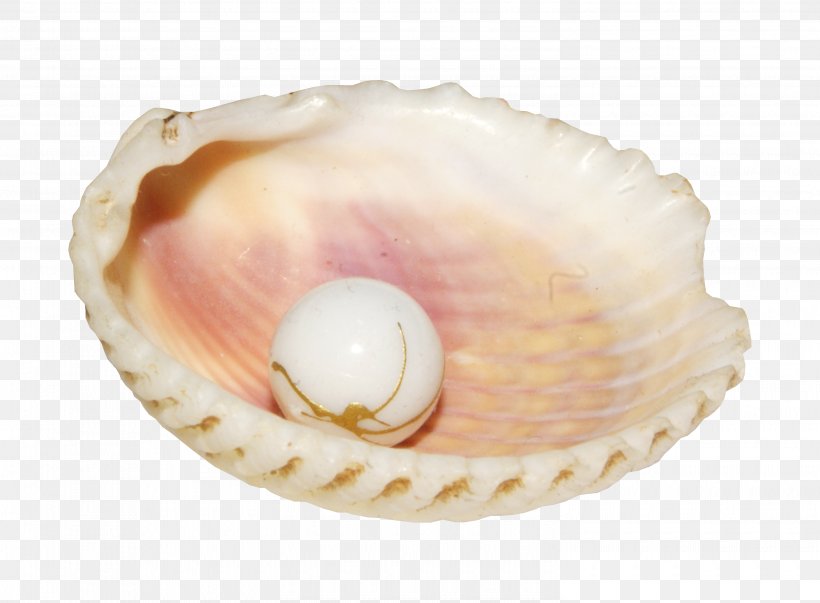 Pearl Conch Seashell Clip Art, PNG, 2990x2200px, Pearl, Baltic Clam, Clam, Clams Oysters Mussels And Scallops, Cockle Download Free