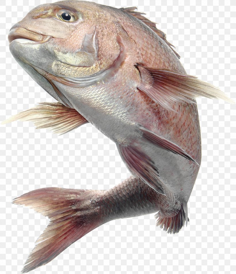 Saltwater Fish, PNG, 2699x3127px, Fish, Animal Source Foods, Animation, Bass, Cod Download Free