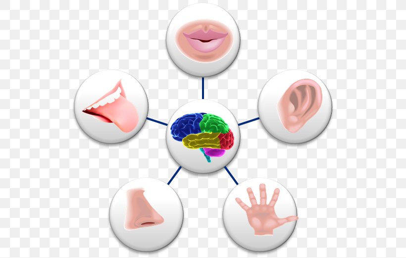 Sense Perception Sensory Nervous System Sara Valentine Holistic Health Clip Art, PNG, 559x521px, Sense, Homo Sapiens, Human Body, Mind, Olfaction Download Free