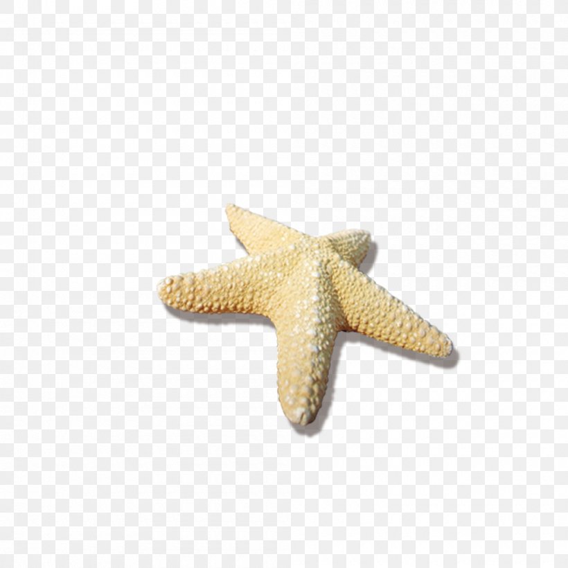 Starfish Sea, PNG, 1000x1000px, Starfish, Beach, Designer, Echinoderm, Invertebrate Download Free