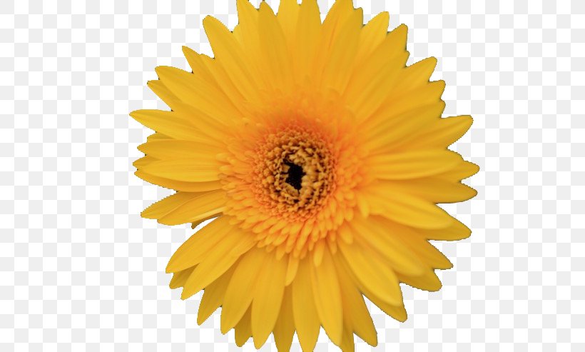 Vector Graphics Stock Photography Royalty-free Stock Illustration Image, PNG, 740x493px, Stock Photography, Broll, Calendula, Cut Flowers, Daisy Family Download Free