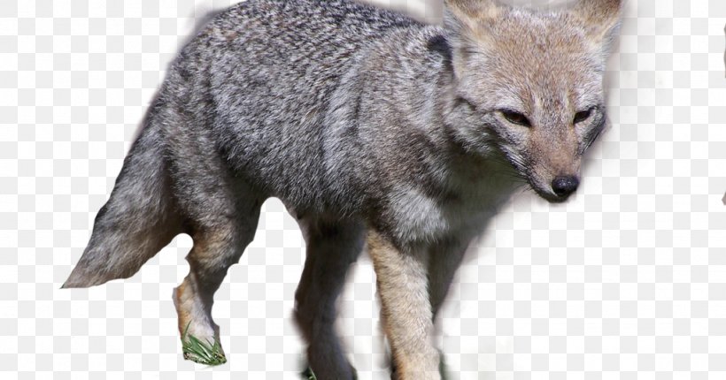 Gray Fox Dog Coyote El Zorro, PNG, 1024x538px, Gray Fox, Americas, Animal, Carnivoran, Coyote Download Free
