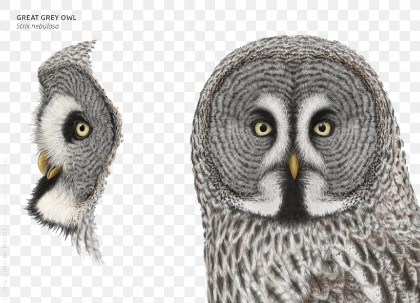 Great Grey Owl Clip Art, PNG, 1000x723px, Owl, Beak, Bird, Bird Of Prey, Fauna Download Free