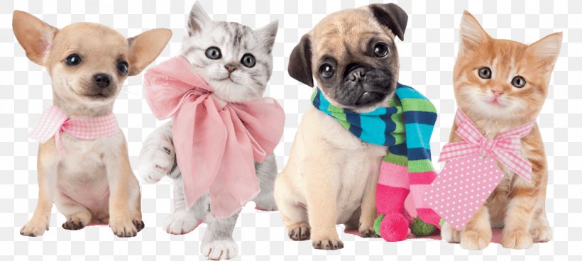 Kitten Chihuahua Puppy Zen Cart Dog Breed, PNG, 1055x474px, Kitten, Breed, Carnivoran, Cat, Cat Like Mammal Download Free