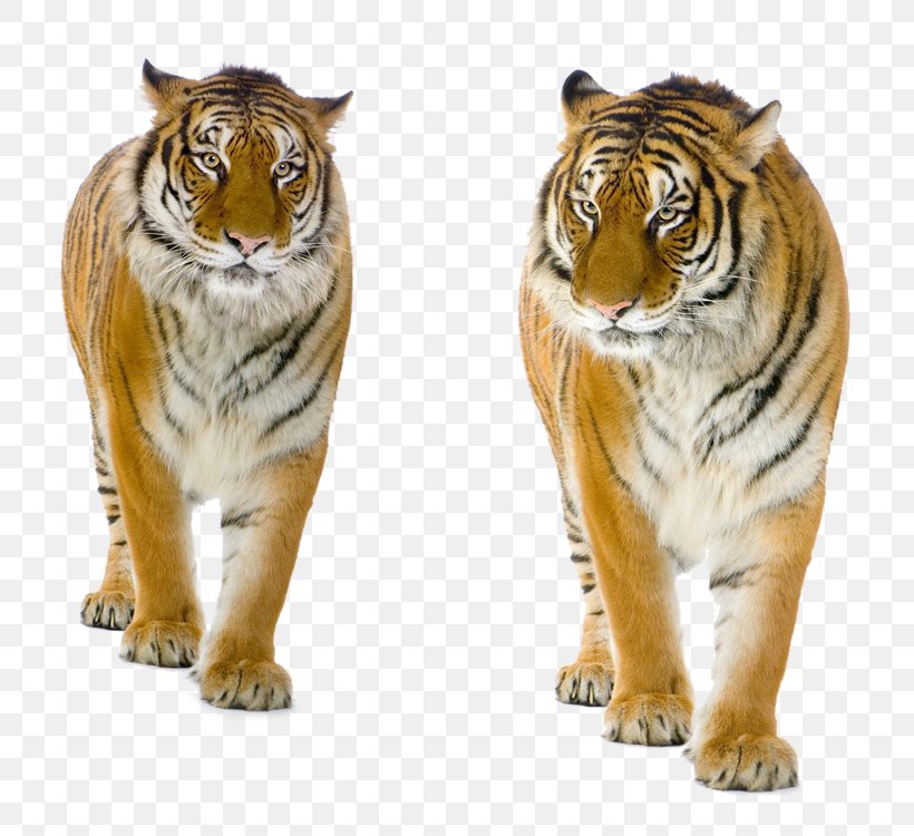 Tiger Felidae, PNG, 750x750px, Felidae, Animal, Big Cats, Carnivoran, Cat Like Mammal Download Free