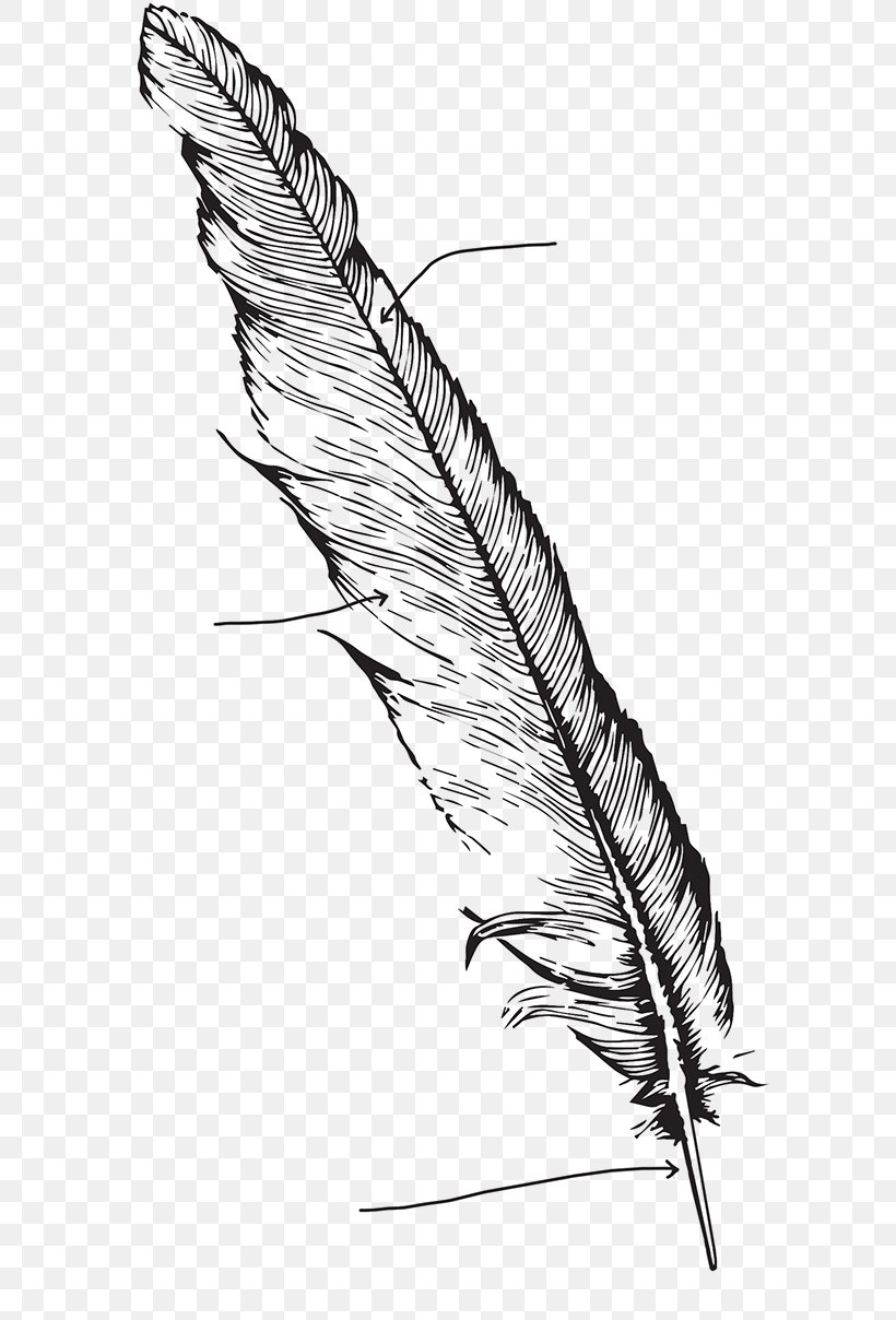 Feather Bird Drawing Line Art, PNG, 640x1208px, Feather, Artwork, Beak, Bird, Black And White Download Free
