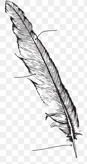 Feather Bird Clip Art, PNG, 888x1950px, Feather, Bird, Fur, Material ...