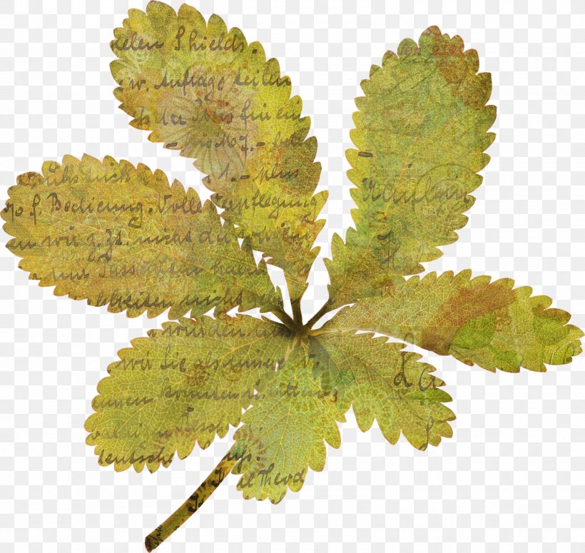 Leaf Desktop Wallpaper, PNG, 1600x1514px, Leaf, Green, Herb, Plant, Plant Stem Download Free