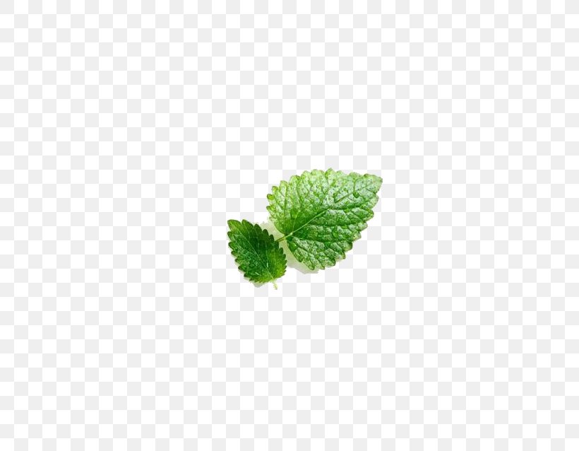 Mentha Spicata Leaf Euclidean Vector, PNG, 642x638px, Mentha Spicata, Grass, Gratis, Green, Leaf Download Free