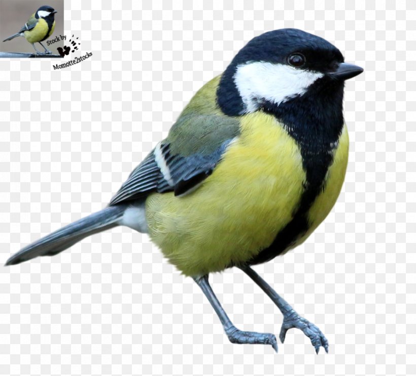 Songbird Great Tit Cat, PNG, 938x851px, Bird, Animal, Beak, Cat, Chickadee Download Free