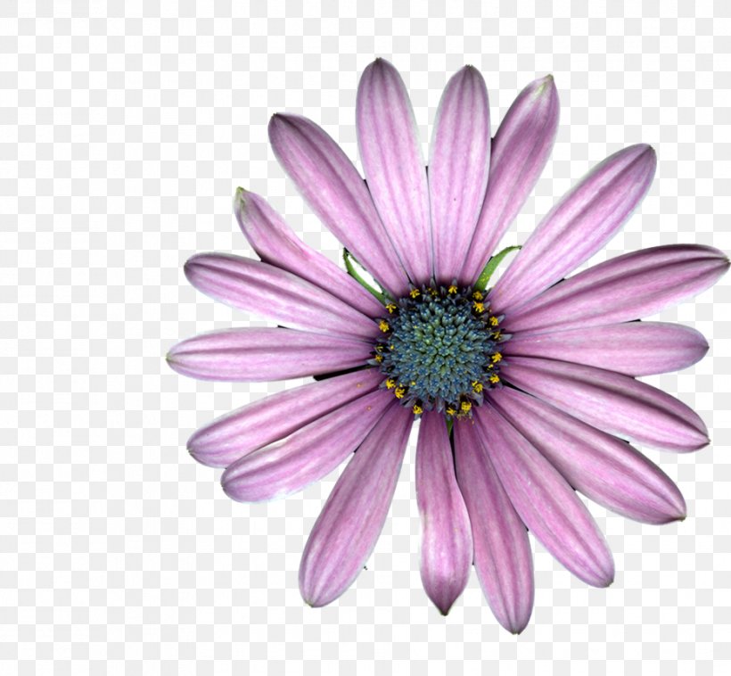 Chrysanthemum Marguerite Daisy Transvaal Daisy Daisy Family Oxeye Daisy, PNG, 929x859px, Chrysanthemum, Aster, Chrysanths, Closeup, Daisy Download Free