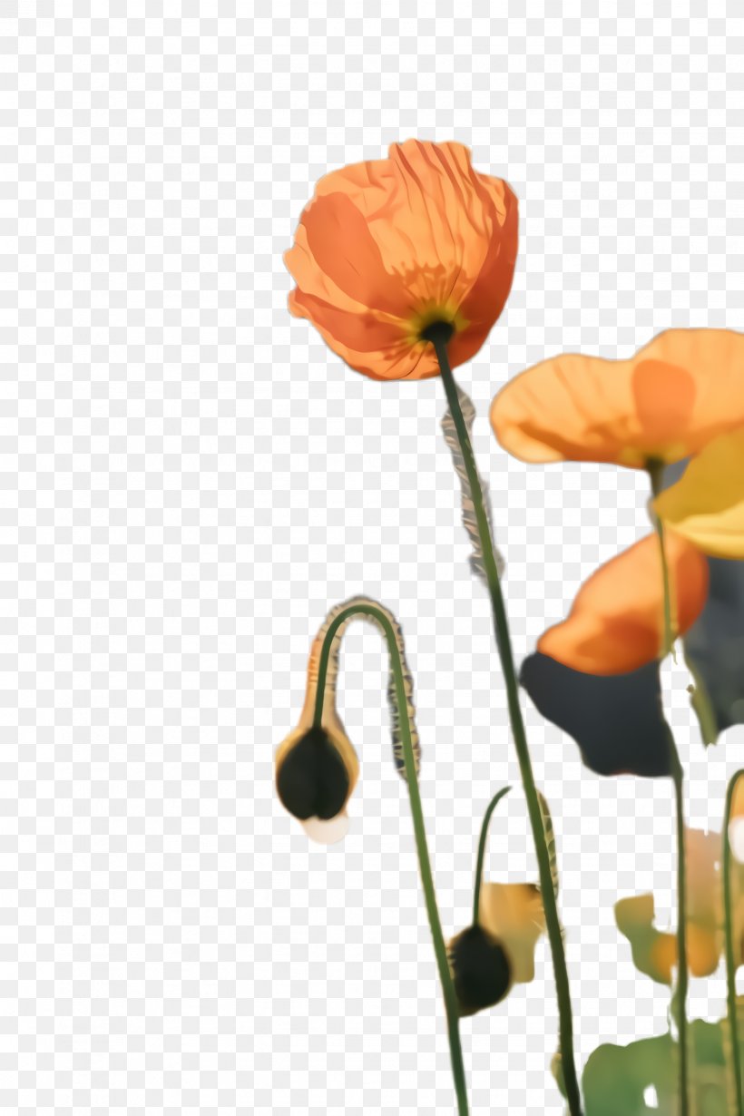 Flowers Background, PNG, 1632x2448px, Poppy Flower, Bloom, Blossom, Bud, Coquelicot Download Free