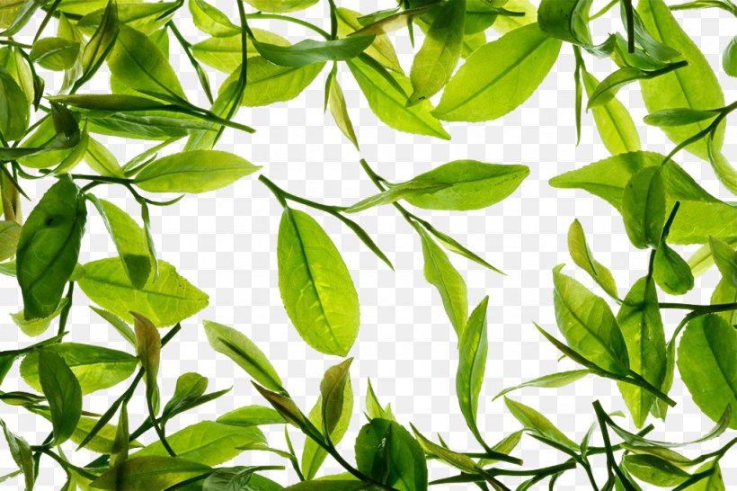Green Tea Tieguanyin, PNG, 1024x683px, Tea, Branch, Chinese Tea, Grass, Green Download Free