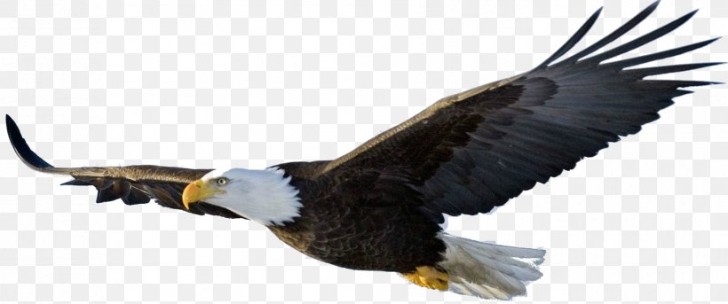 Bald Eagle Clip Art, PNG, 1781x746px, Bald Eagle, Accipitriformes, Beak, Bird, Bird Of Prey Download Free