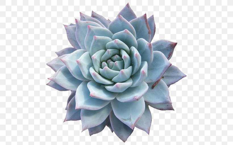 Bird Echeveria Agavoides Echeveria Setosa Graptopetalum Paraguayense Echeveria Laui, PNG, 512x512px, Bird, Agave, Blue, Cactaceae, Crassulaceae Download Free