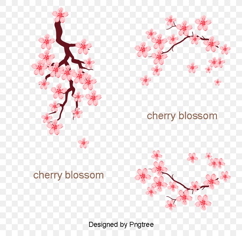 Cherry Blossom ST.AU.150 MIN.V.UNC.NR AD Flora Design Desktop Wallpaper, PNG, 800x800px, Cherry Blossom, Blossom, Branch, Computer, Flora Download Free