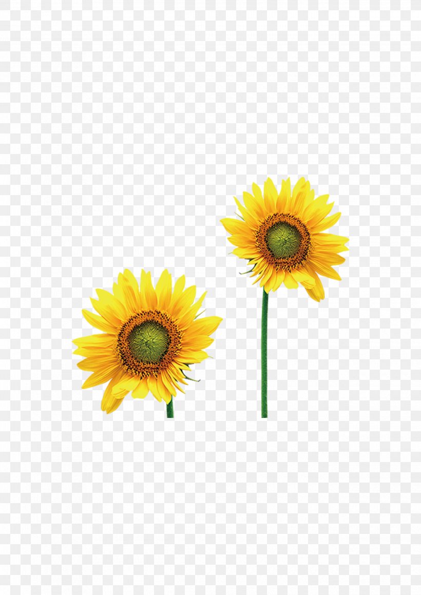 Common Sunflower Intellectual Disability Photography, PNG, 2480x3508px, Common Sunflower, Autism, Child, Daisy, Daisy Family Download Free