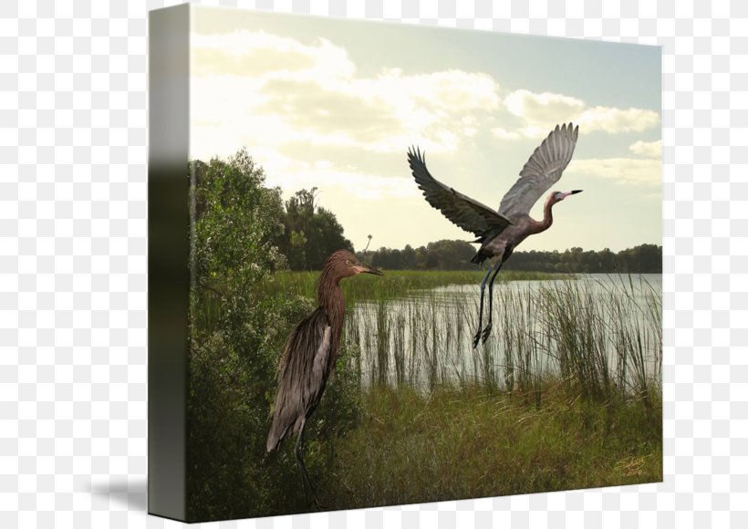 Great Blue Heron Beak Gallery Wrap Bird, PNG, 650x580px, Heron, Art, Beak, Bird, Canvas Download Free