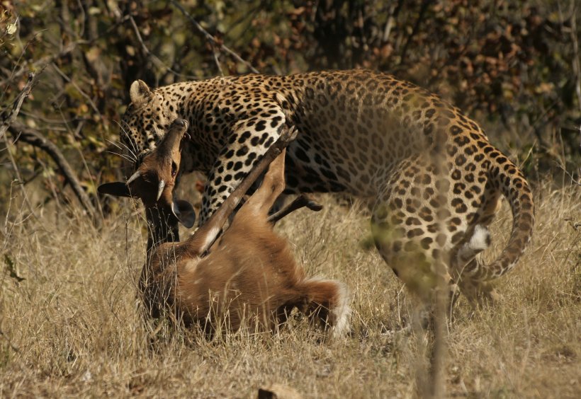 Leopard Cat Dog Heron Impala, PNG, 2948x2029px, Leopard, Animal, Animal Attacks, Big Cats, Carnivoran Download Free