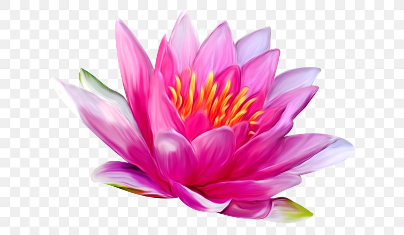 Nelumbo Nucifera White Water-Lily Nymphaea Lotus Flower Clip Art, PNG, 650x477px, Nelumbo Nucifera, Aquatic Plant, Dahlia, Egyptian Lotus, Flower Download Free
