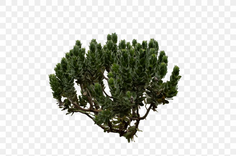 Shrub Pine Tree Fir Evergreen, PNG, 1024x681px, Shrub, Art, August, Branch, Conifer Download Free