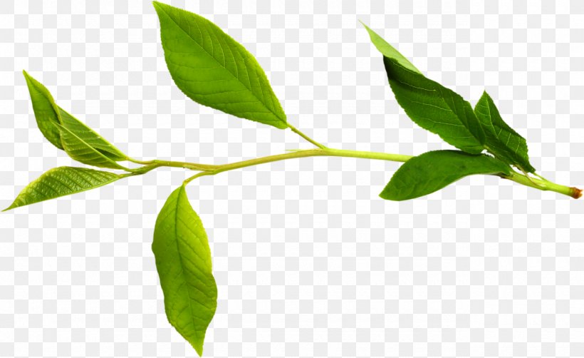 Twig Clip Art Branch Leaf, PNG, 1280x784px, Twig, Art, Branch, Chinese Peony, Flower Download Free