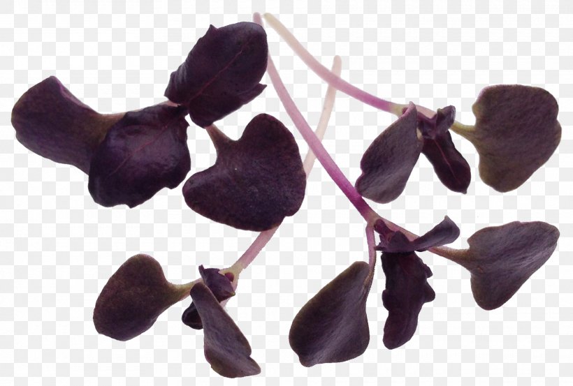 Dark Opal Basil Lemon Basil Microgreen Herb Leaf Vegetable, PNG, 1920x1296px, Dark Opal Basil, African Blue Basil, Basil, Beefsteak Plant, Edible Flower Download Free