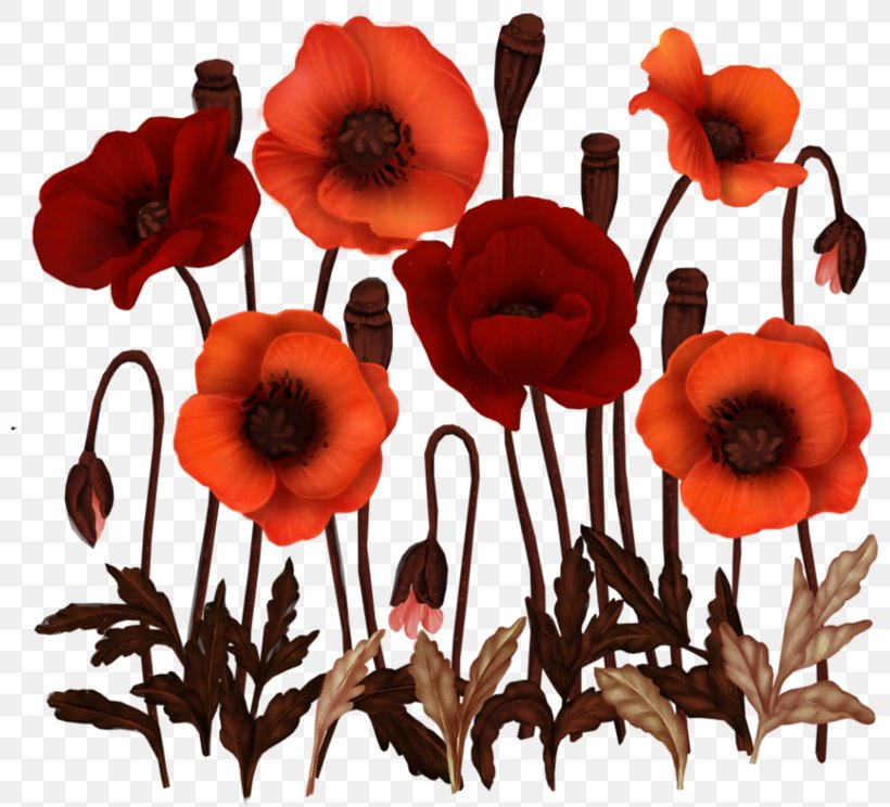 Opium Poppy Common Poppy, PNG, 800x744px, Opium Poppy, Common Poppy, Coquelicot, Data, Data Compression Download Free