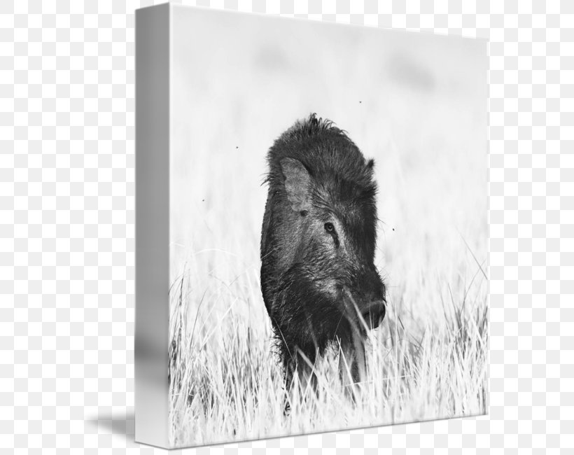 Wild Boar Peccary Bison Cattle Black And White, PNG, 589x650px, Wild Boar, Animal, Bison, Black And White, Cattle Download Free
