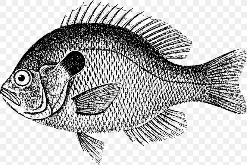 Fried Fish Whitefish Clip Art, PNG, 960x643px, Fish, Black And White, Carp, Drawing, Fauna Download Free