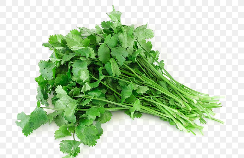 Coriander Stock Photography Royalty-free, PNG, 800x532px, Coriander, Basil, Cumin, Food, Garnish Download Free